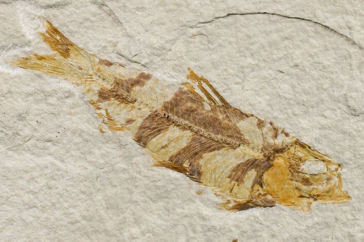 Fossil Fish (Knightia) - Wyoming #159564